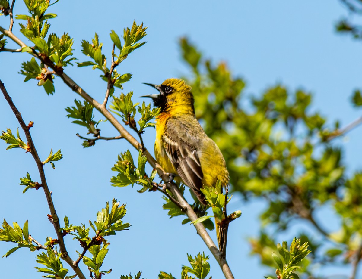 Orchard Oriole - Donald Thompson