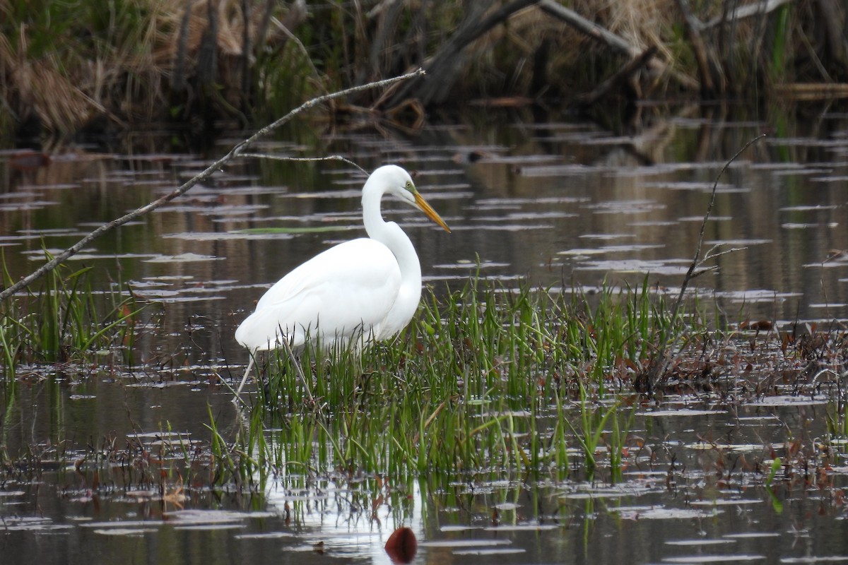 Great Egret - Heather Ballou