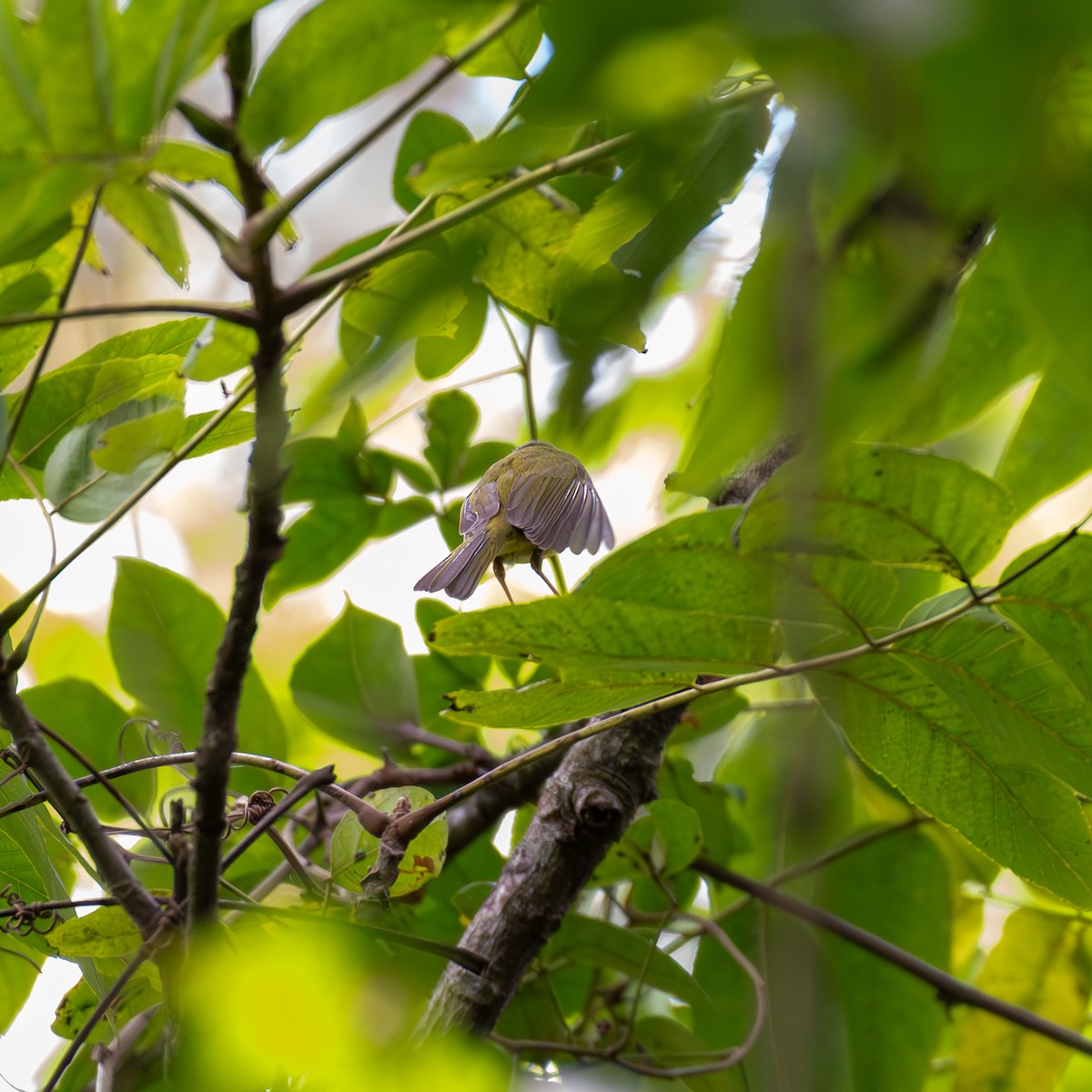 Golden-crowned Warbler - ML618859046