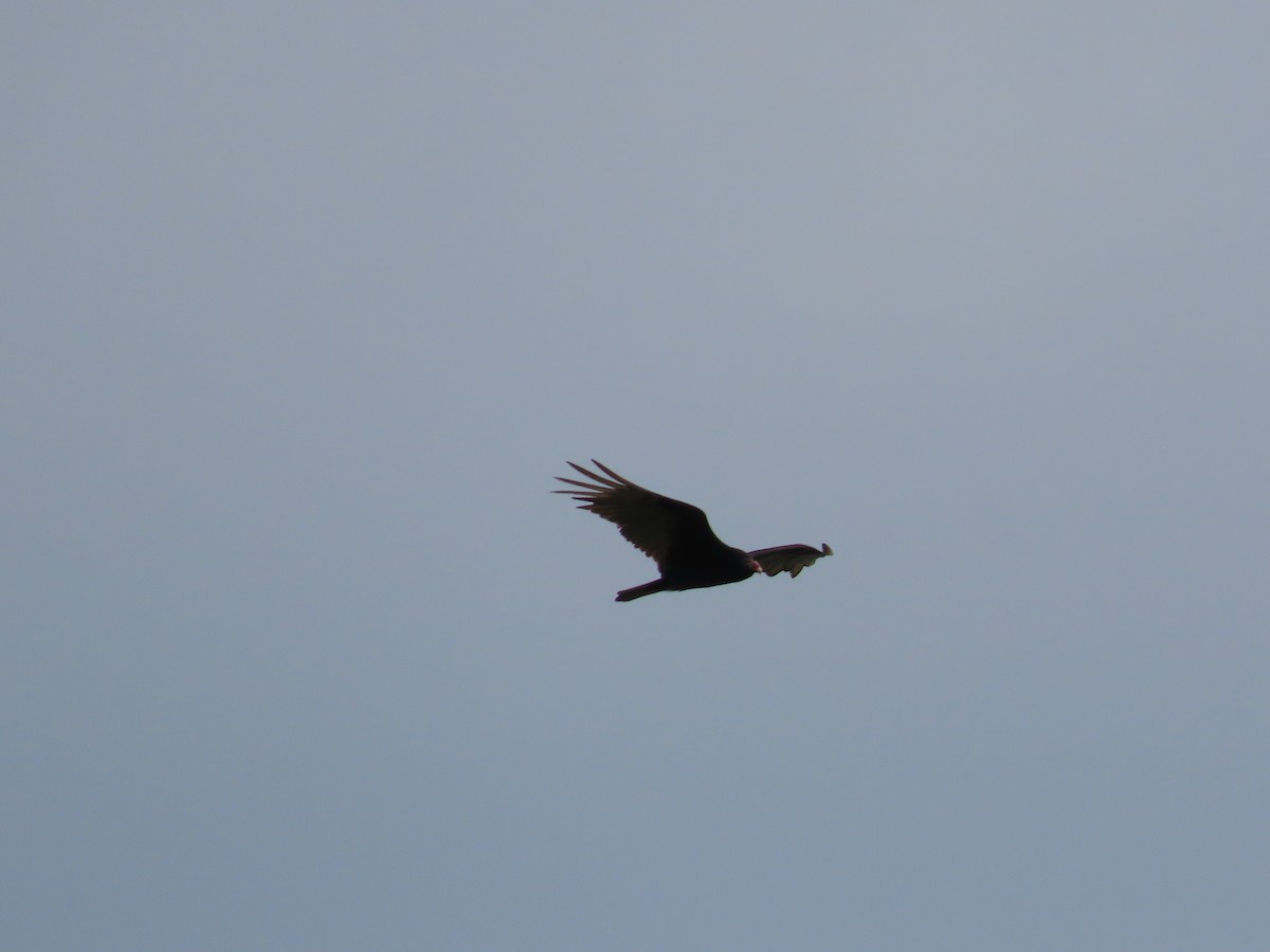 Turkey Vulture - Amanda Douglas