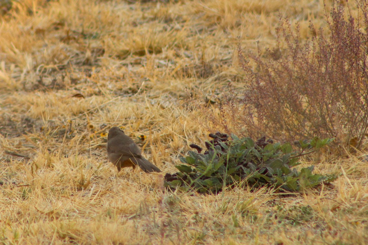 Canyon Towhee - Sarahí Maskafé