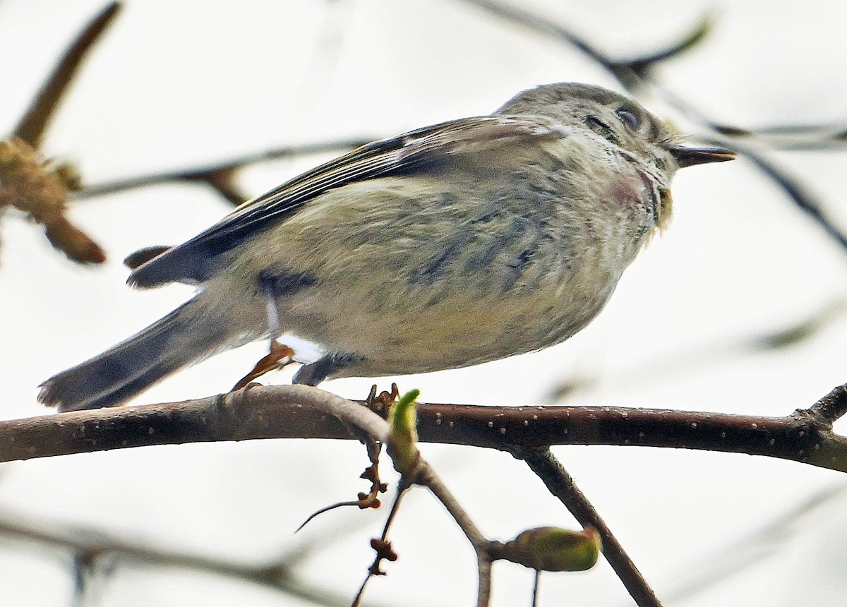 Ruby-crowned Kinglet - Wayne Oakes