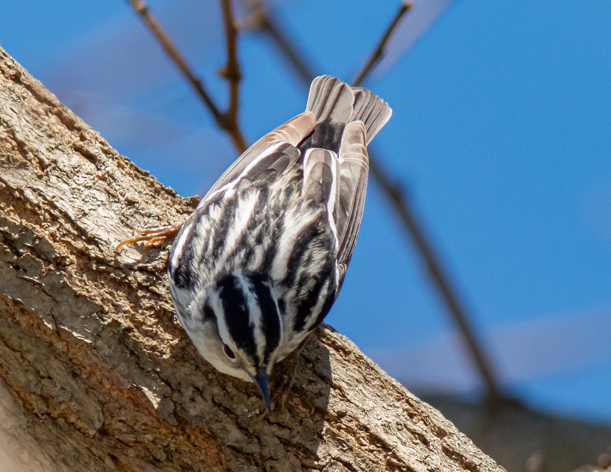 Black-and-white Warbler - Donald Thompson