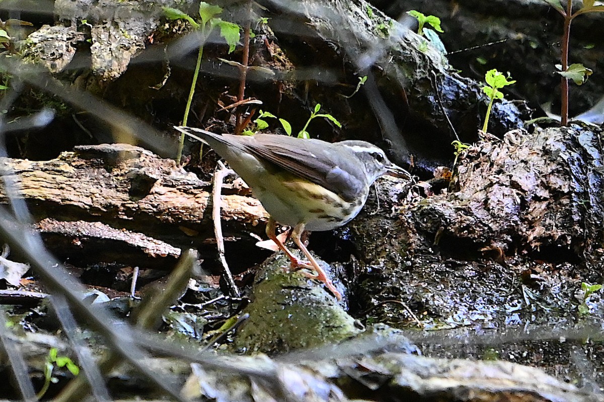 Louisiana Waterthrush - Chad Ludwig