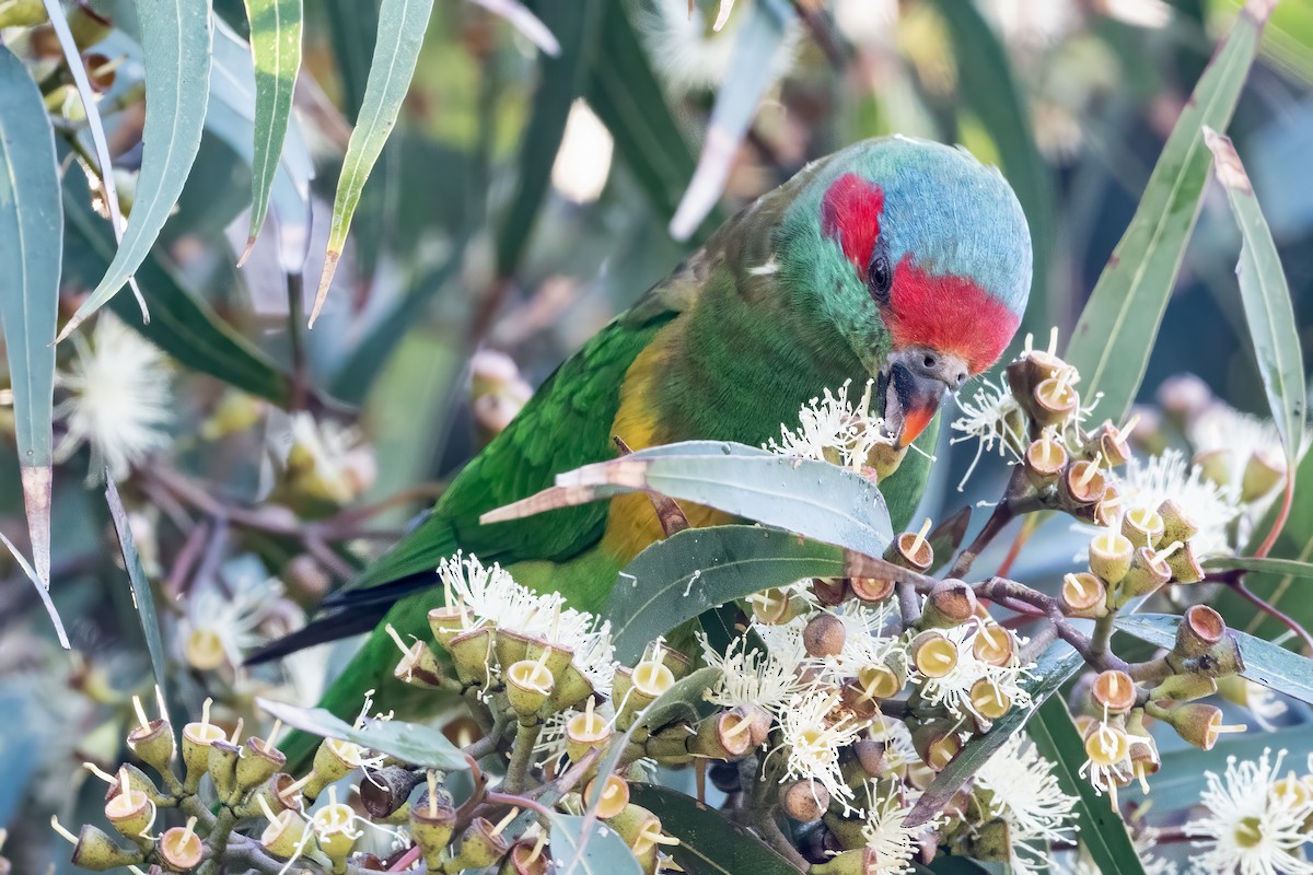 Musk Lorikeet - Anthony Sokol