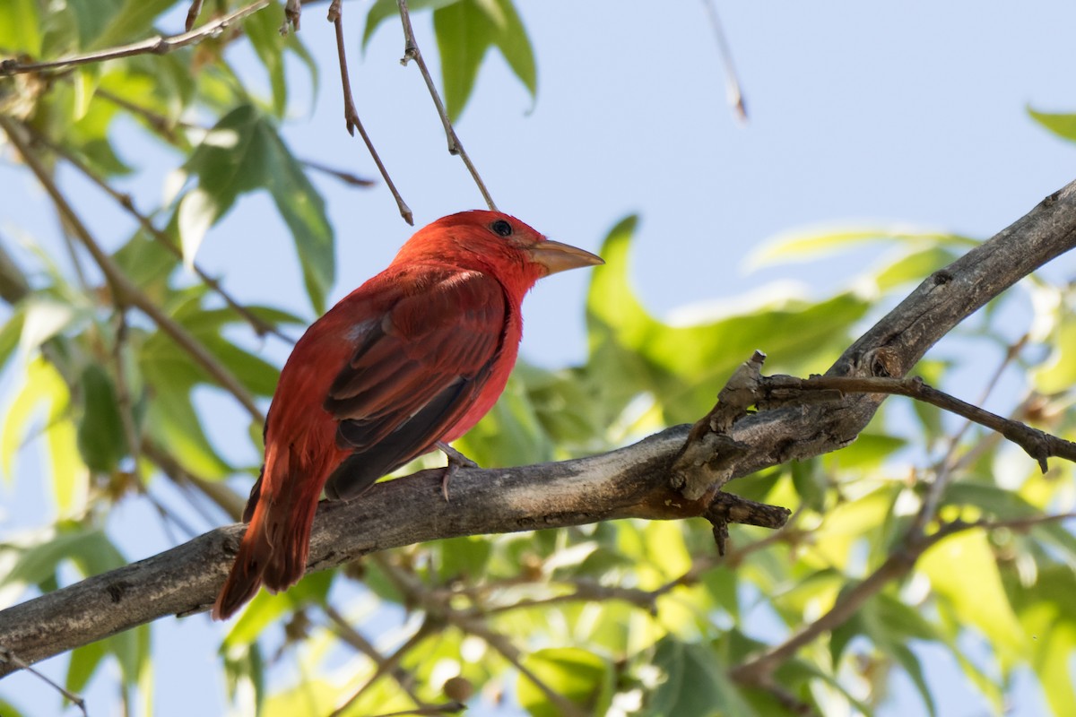 Summer Tanager - Lori Buhlman