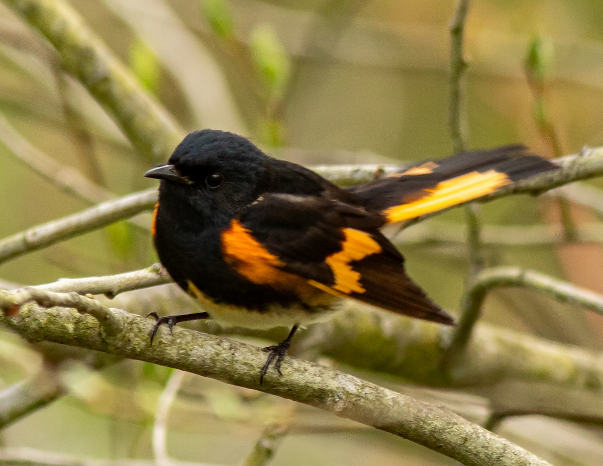 American Redstart - Donald Thompson