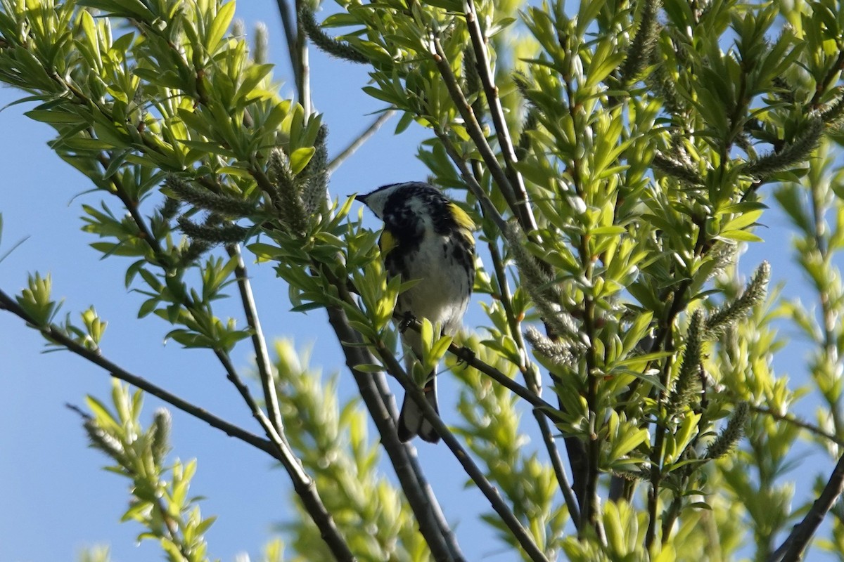 Yellow-rumped Warbler - Stacey Keefer