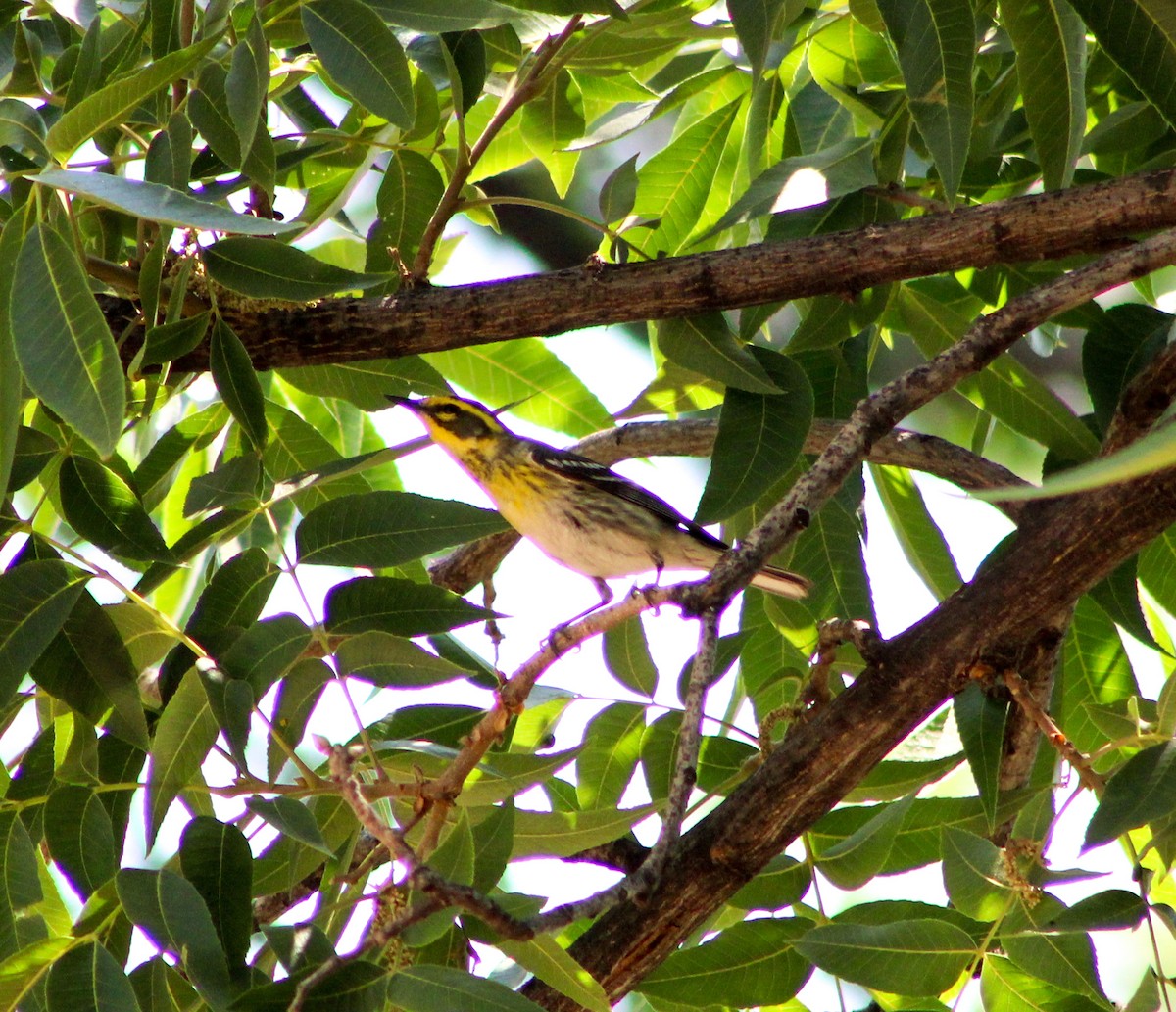 Townsend's Warbler - Sarahí Maskafé