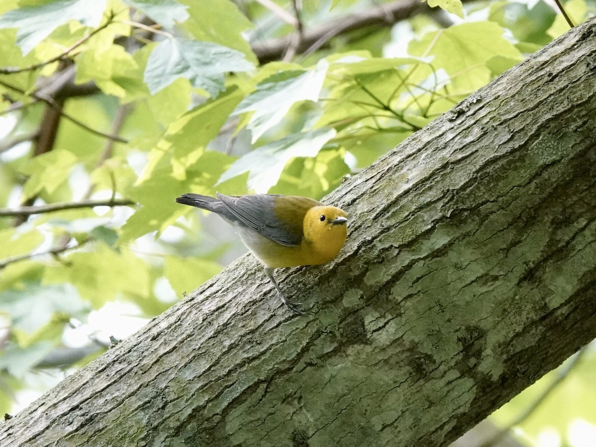 Prothonotary Warbler - Matthew Auchter