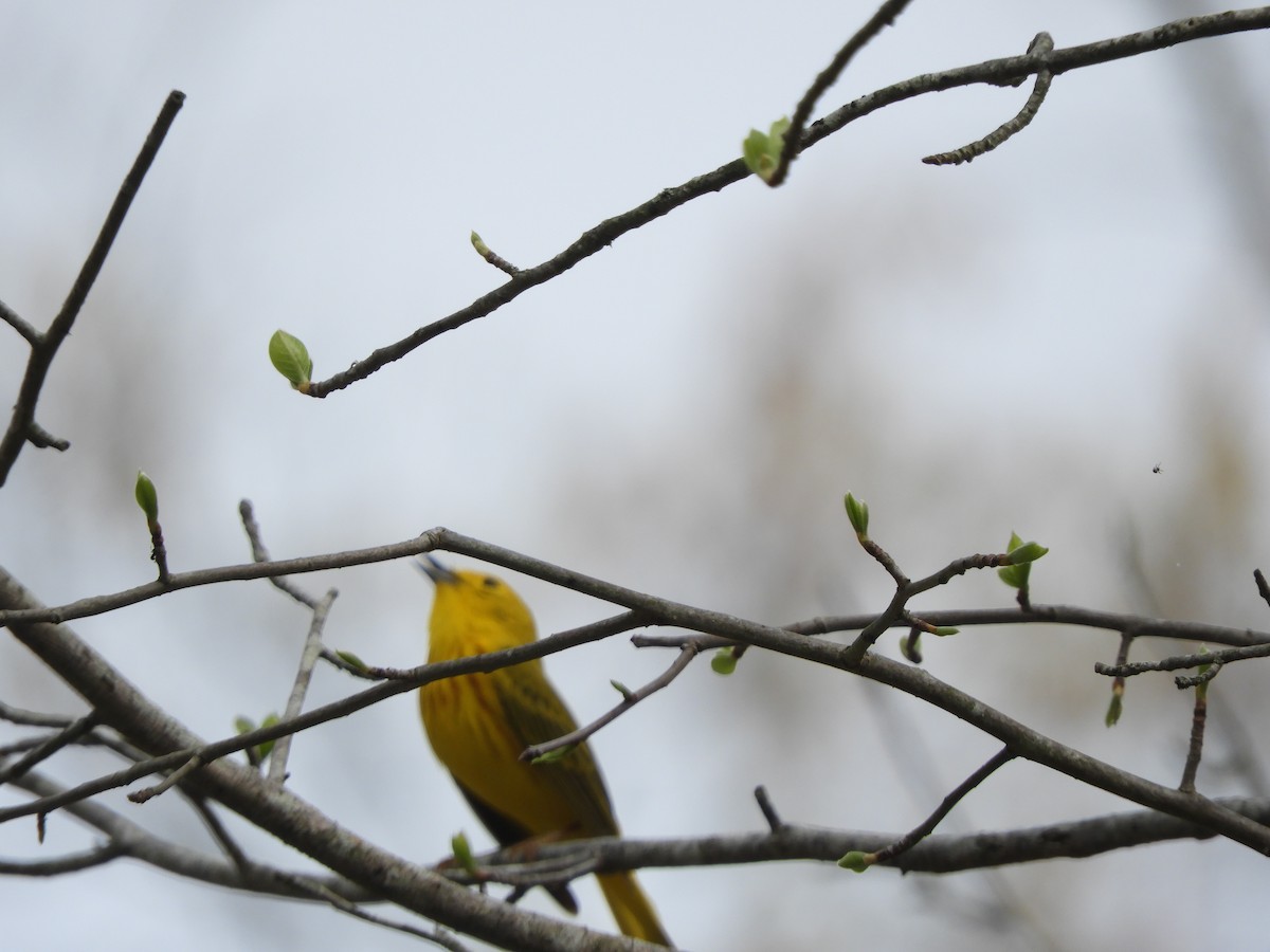 Yellow Warbler - Arlene Sambuco