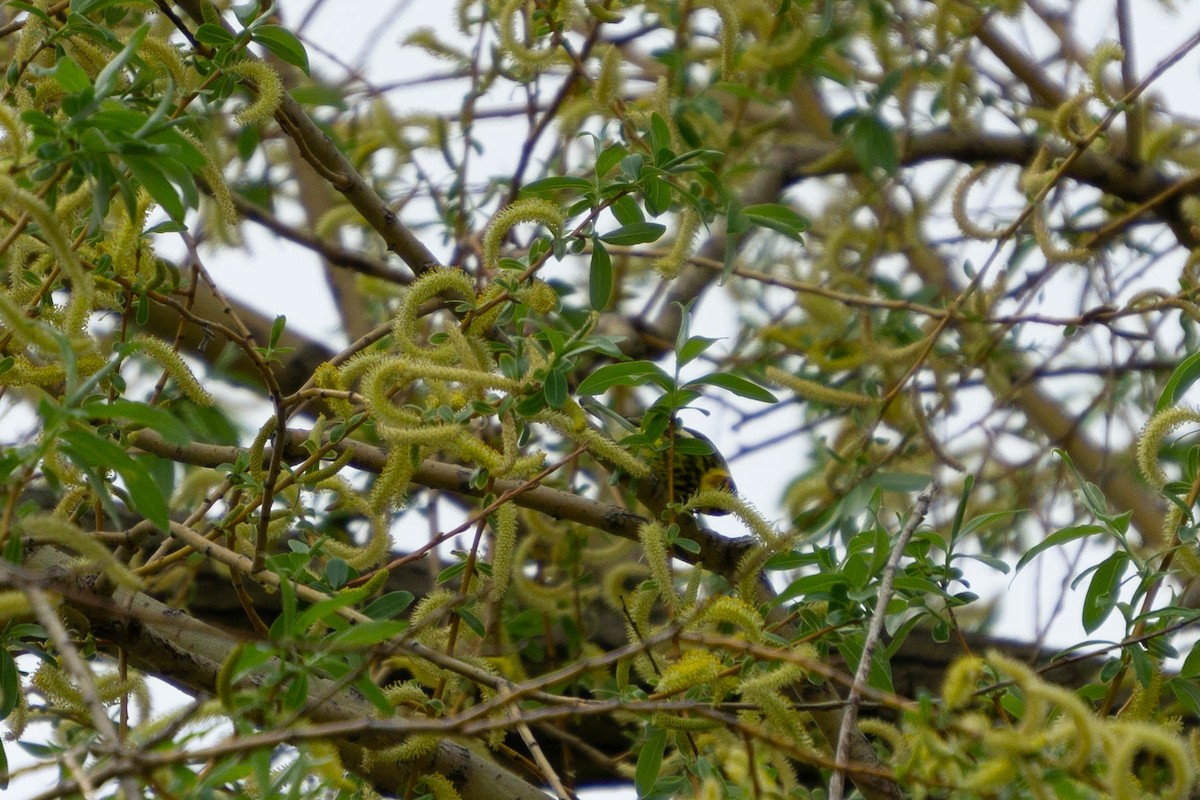 Cape May Warbler - Sarah Dixon