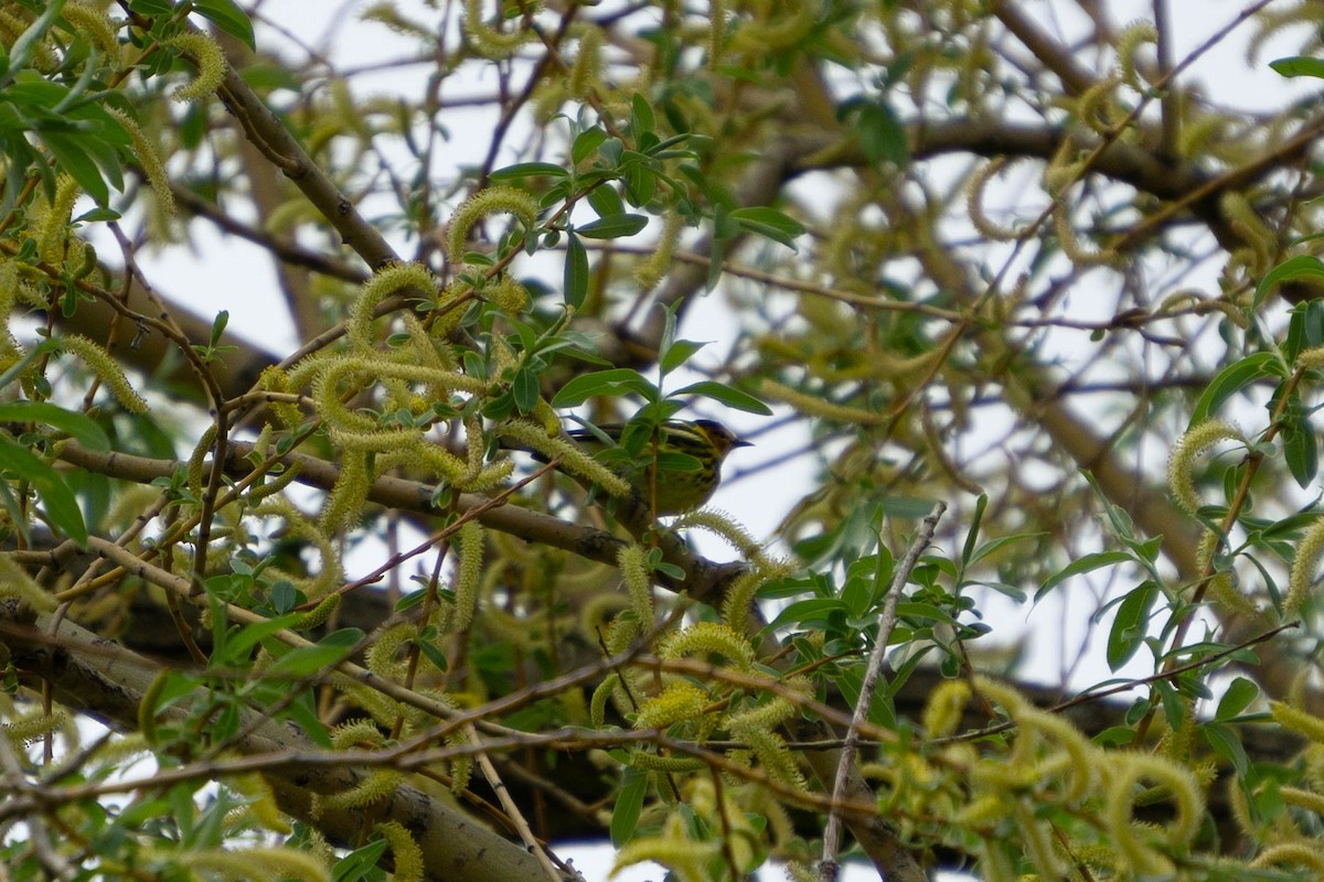 Cape May Warbler - Sarah Dixon