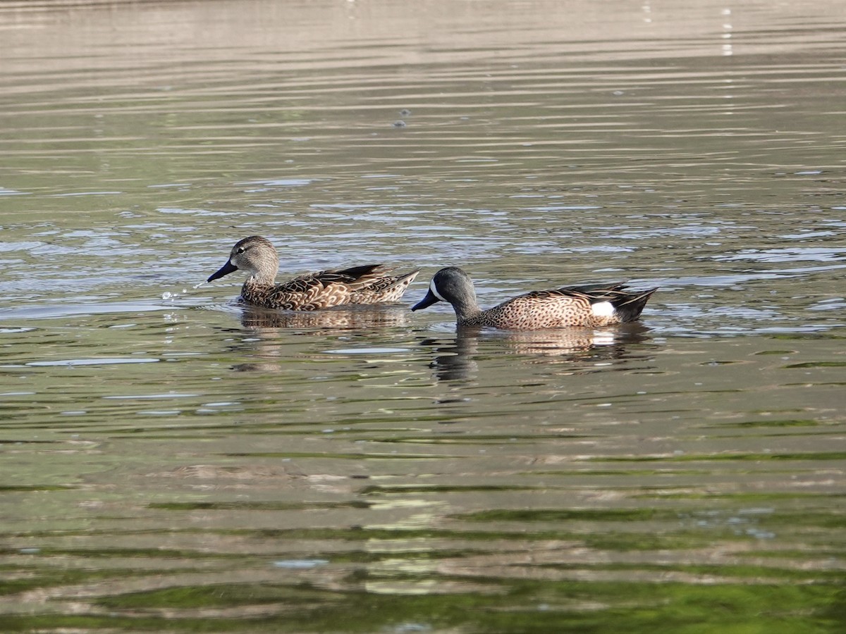 Blue-winged Teal - Jonathan Oña