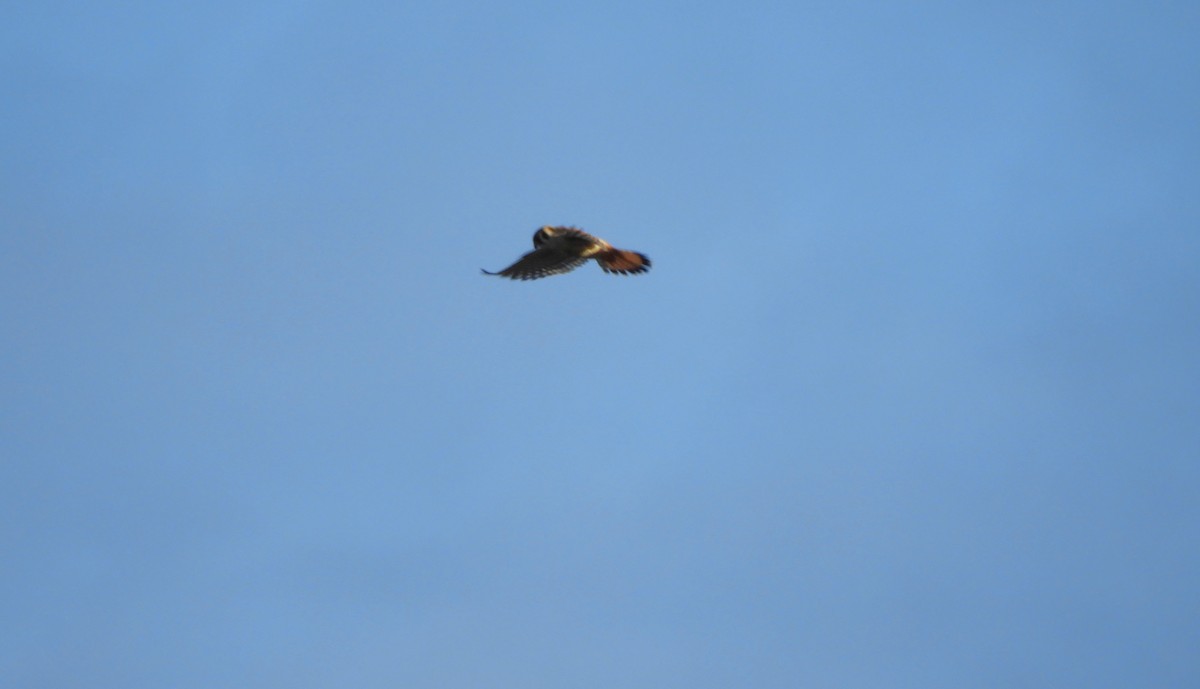 American Kestrel - Laura Markley