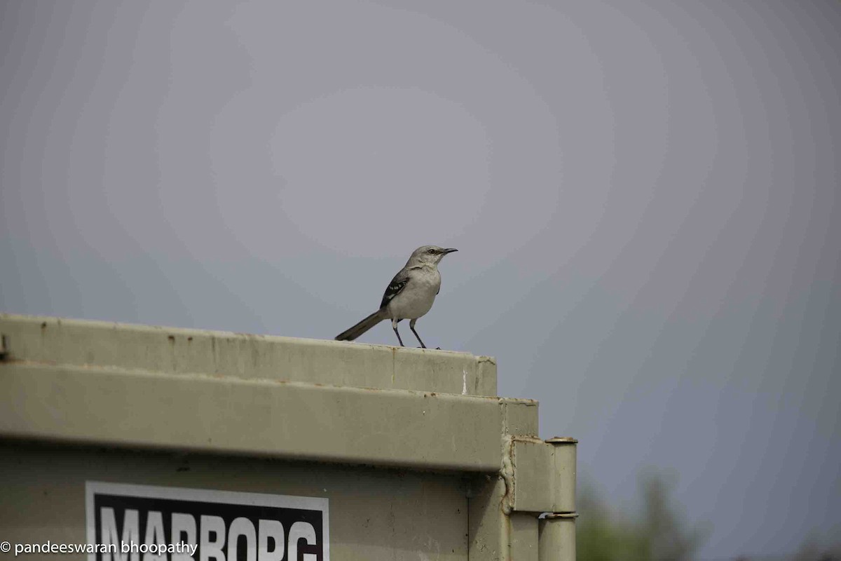 Northern Mockingbird - Pandeeswaran  Bhoopathy