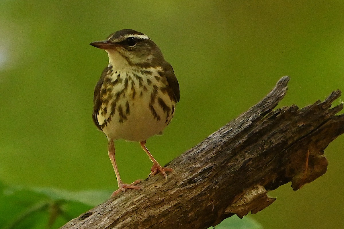 Louisiana Waterthrush - Chad Ludwig