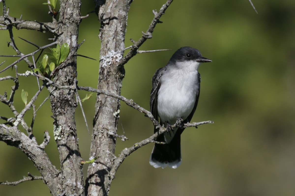 Eastern Kingbird - ML618859183