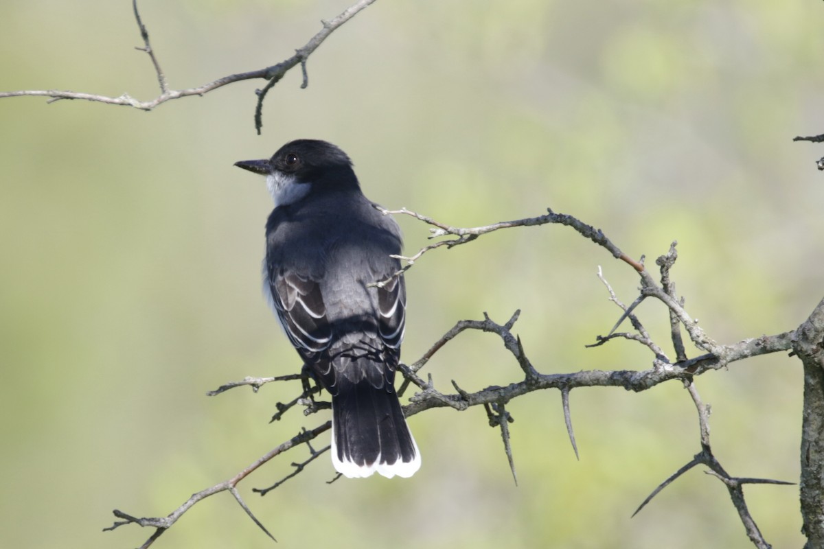 Eastern Kingbird - ML618859184