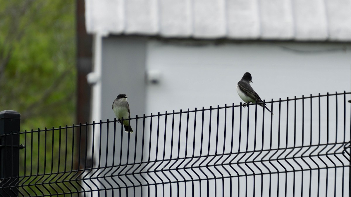 Eastern Kingbird - Sarah Dixon