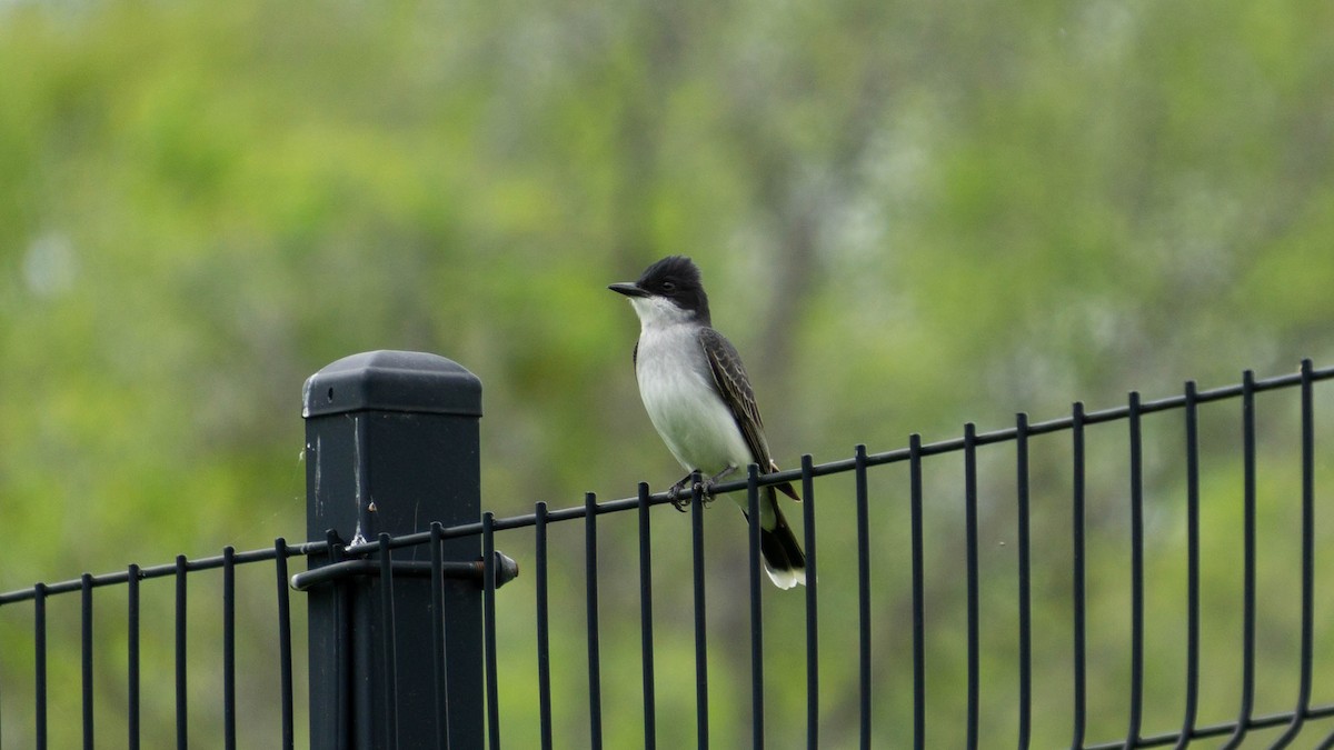 Eastern Kingbird - Sarah Dixon