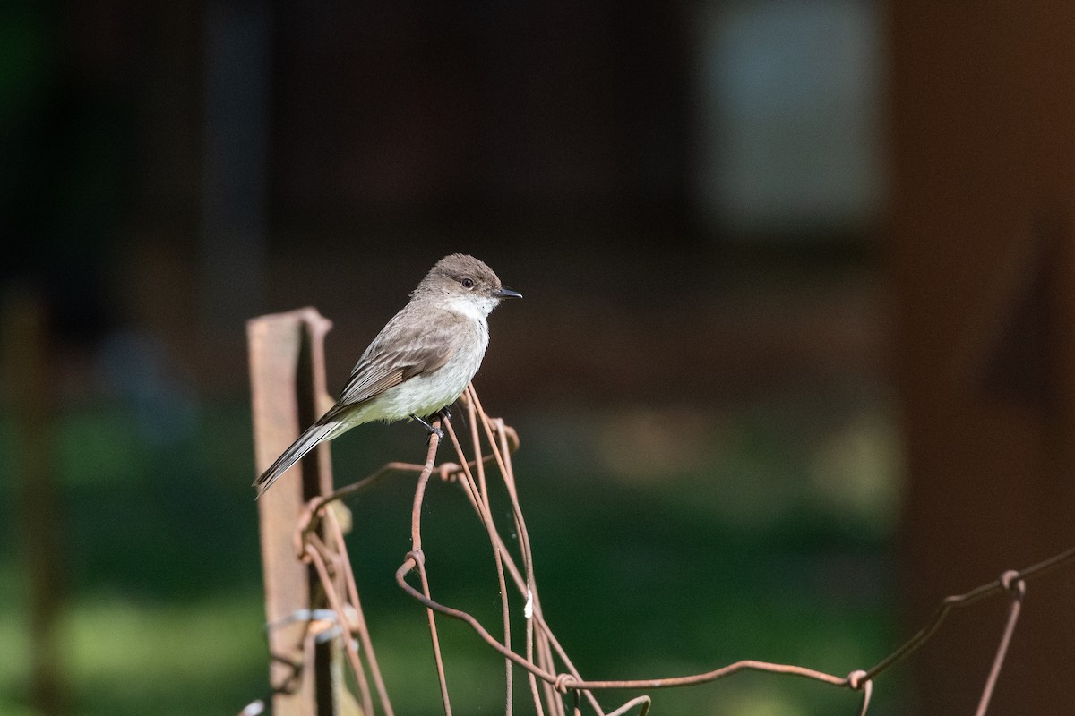 Eastern Phoebe - Helen M