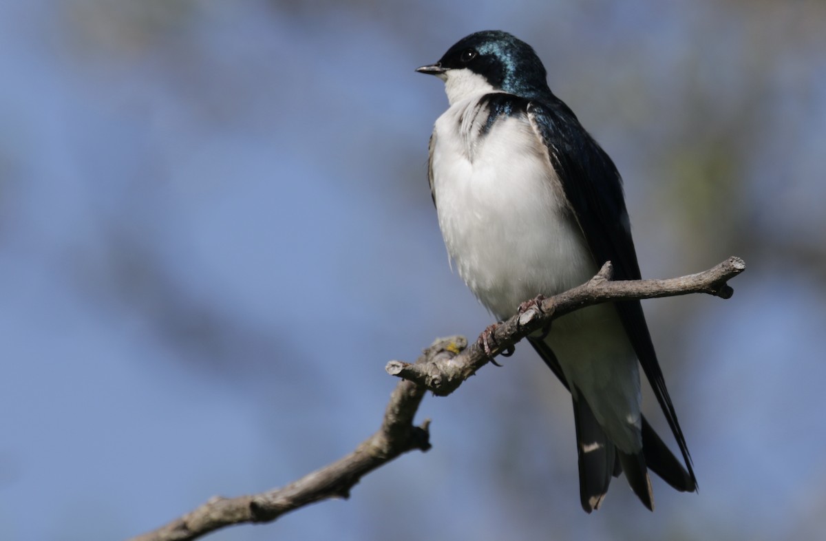 Tree Swallow - Glen Chapman