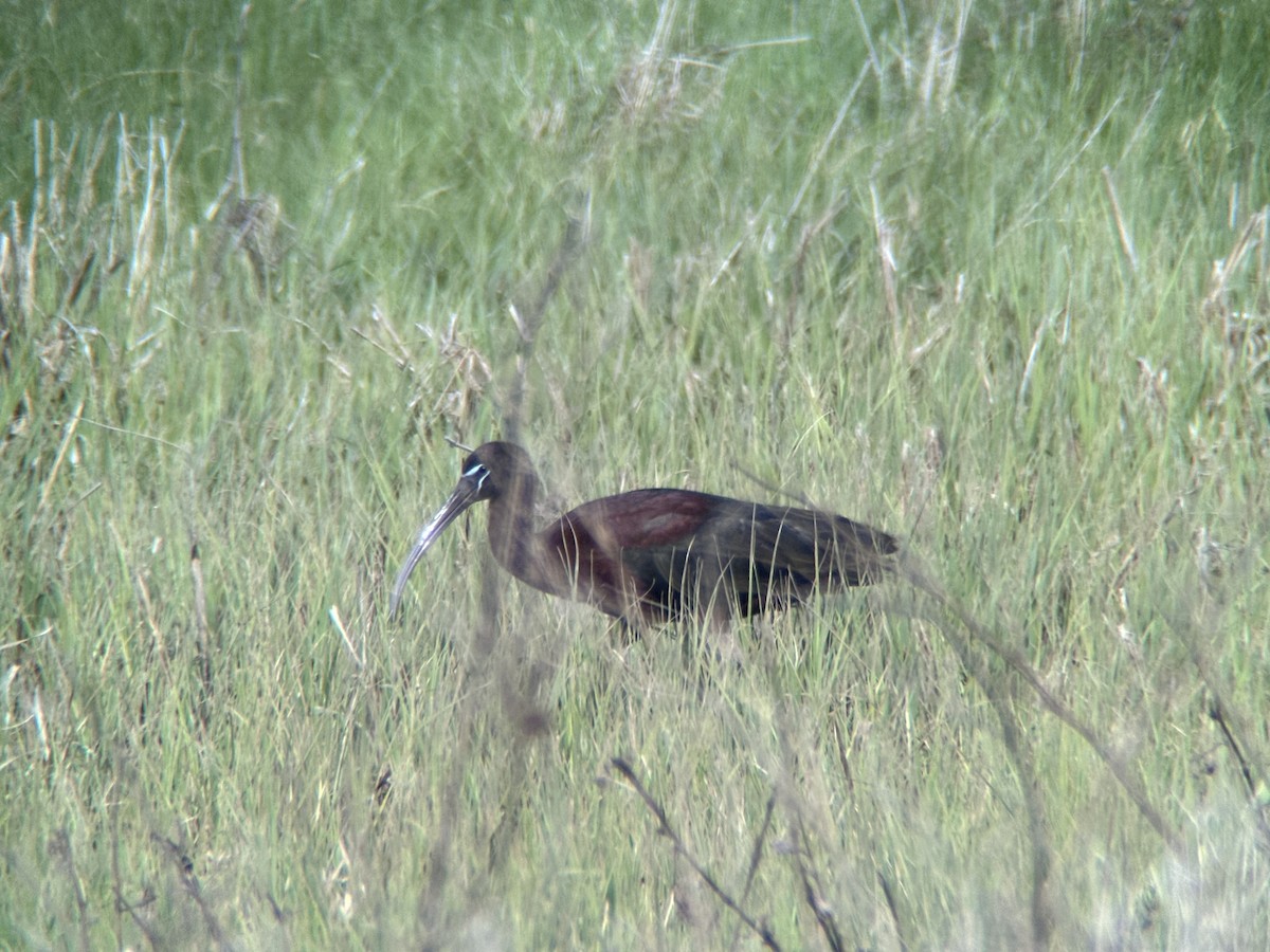 Glossy Ibis - ML618859204