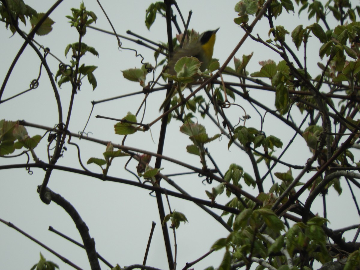 Common Yellowthroat - ML618859208