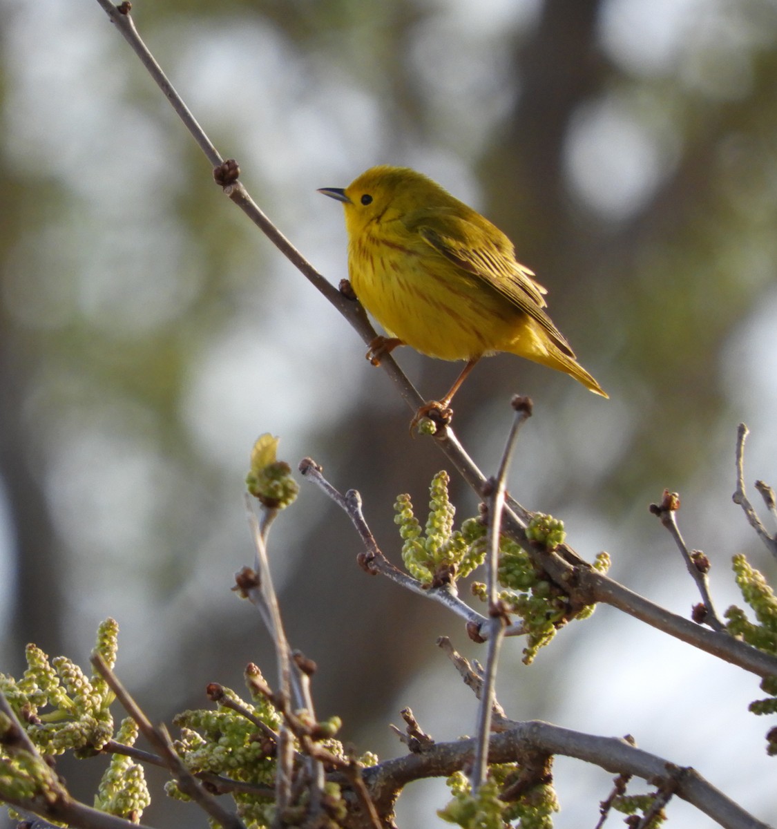 Yellow Warbler - Laura Markley