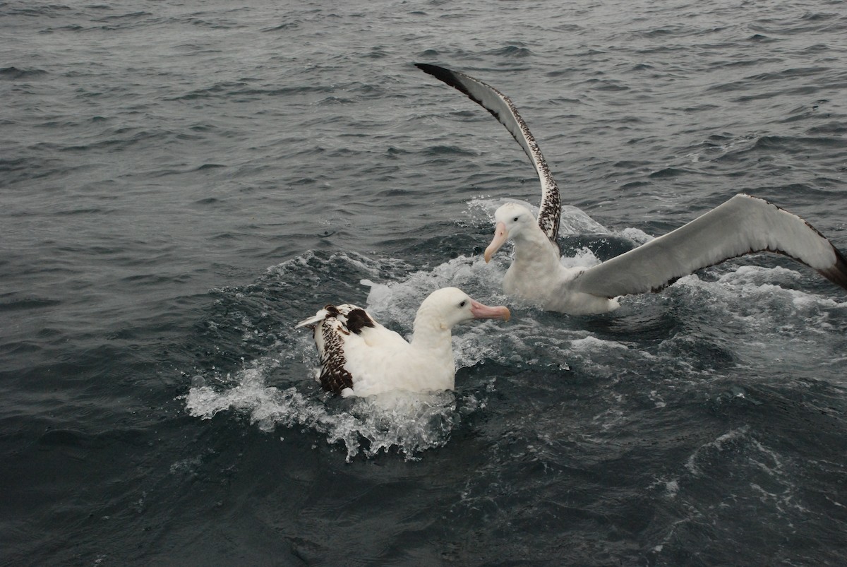 Antipodean Albatross (Gibson's) - Andrew Plant