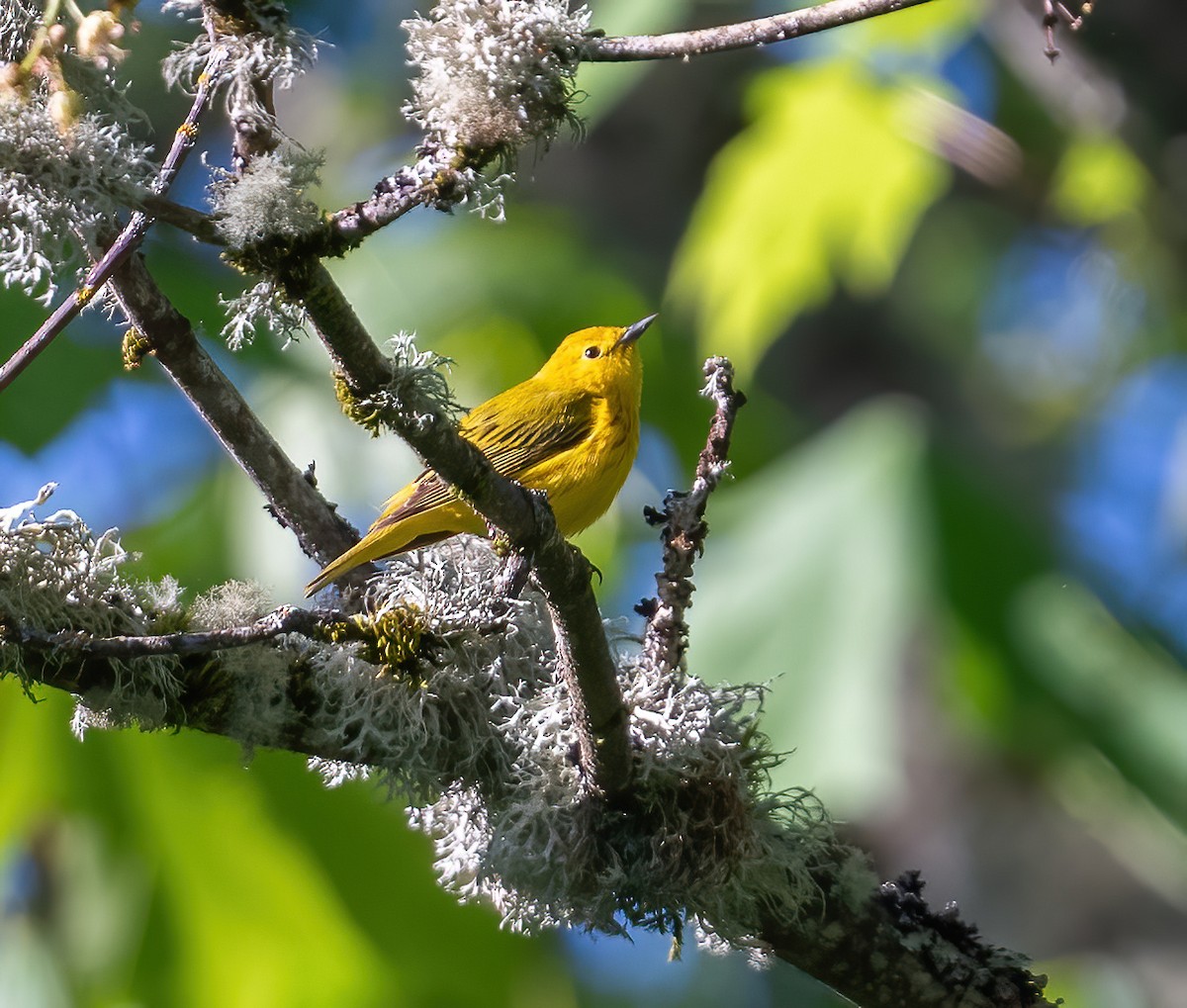 Yellow Warbler - Leah Turner