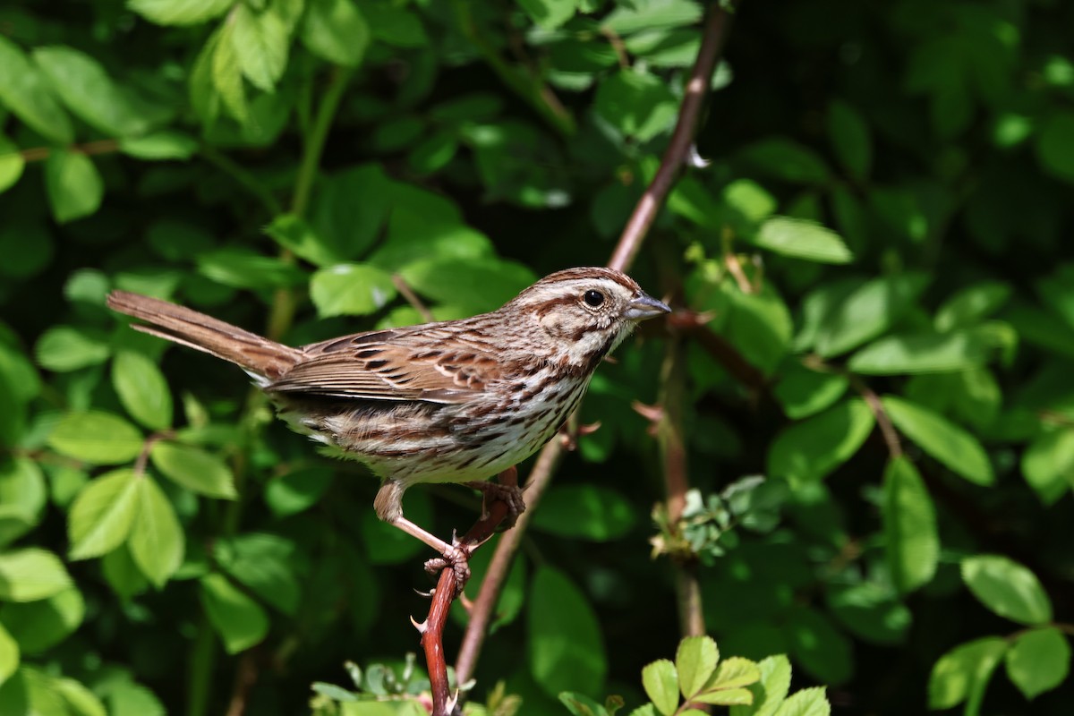 Song Sparrow - Jay Mitchell