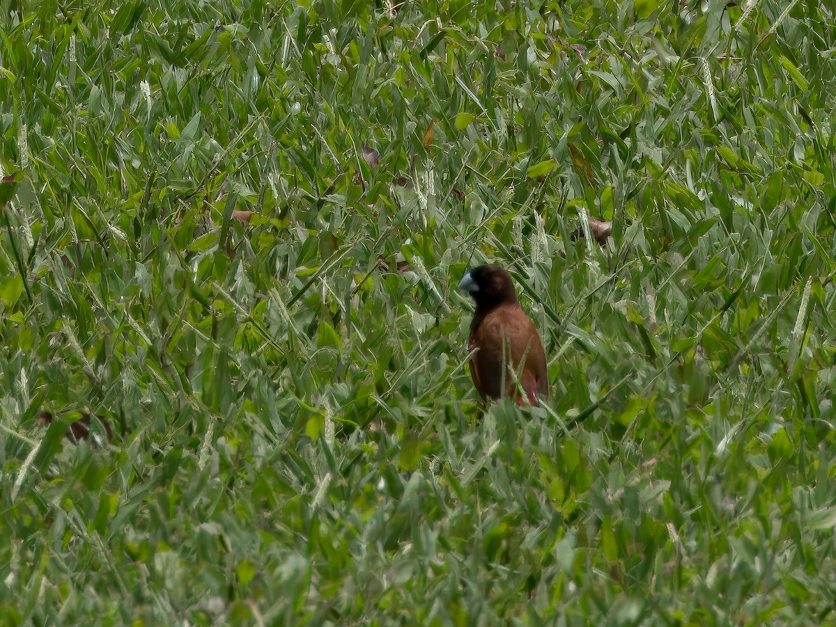 Chestnut Munia - Merryl Edelstein