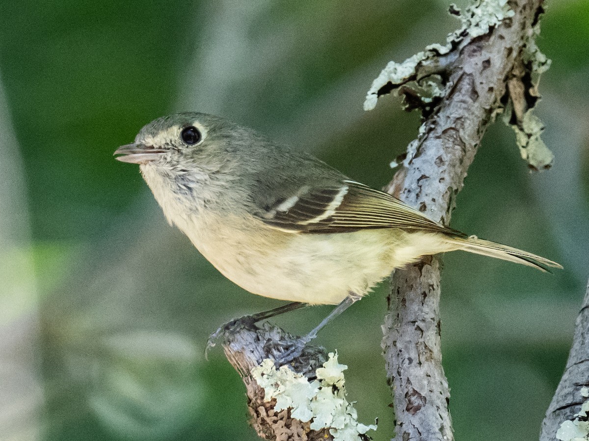 Hutton's Vireo - Colin McGregor