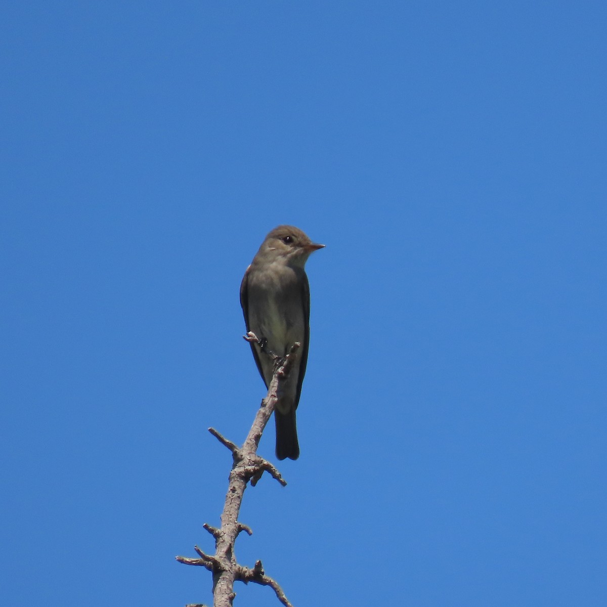 Western Wood-Pewee - Brian Nothhelfer