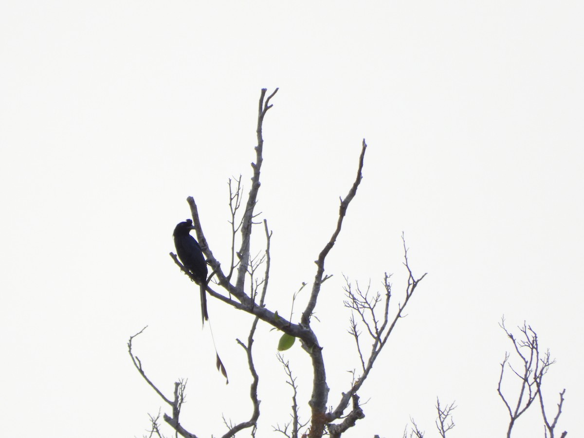 Greater Racket-tailed Drongo - ML618859263