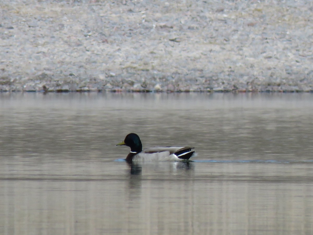 Canard colvert - ML618859264