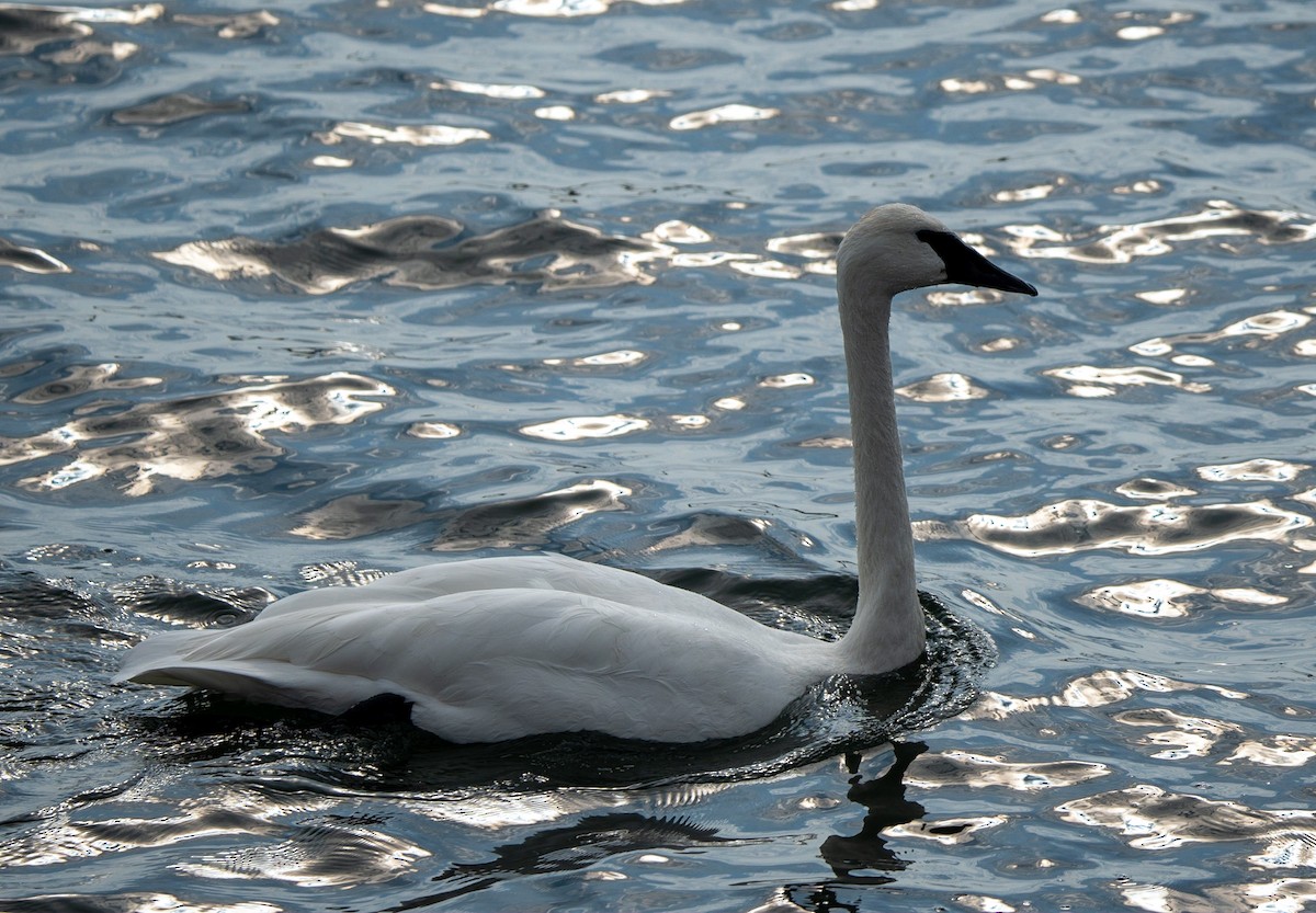 Trumpeter Swan - Marcus Müller