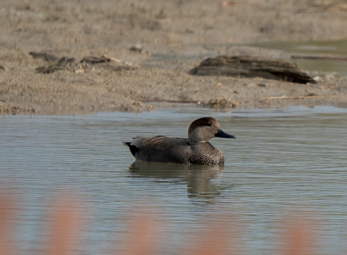 Gadwall - ML618859281