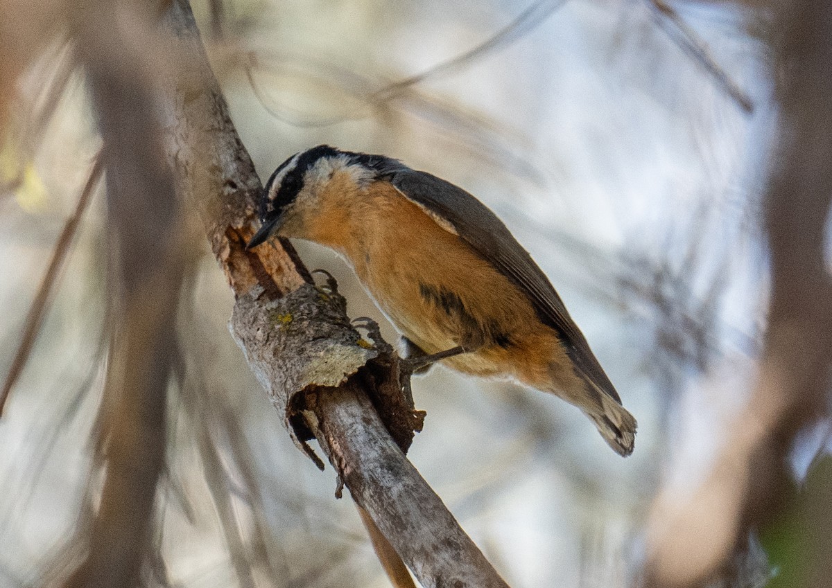 Red-breasted Nuthatch - Colin McGregor