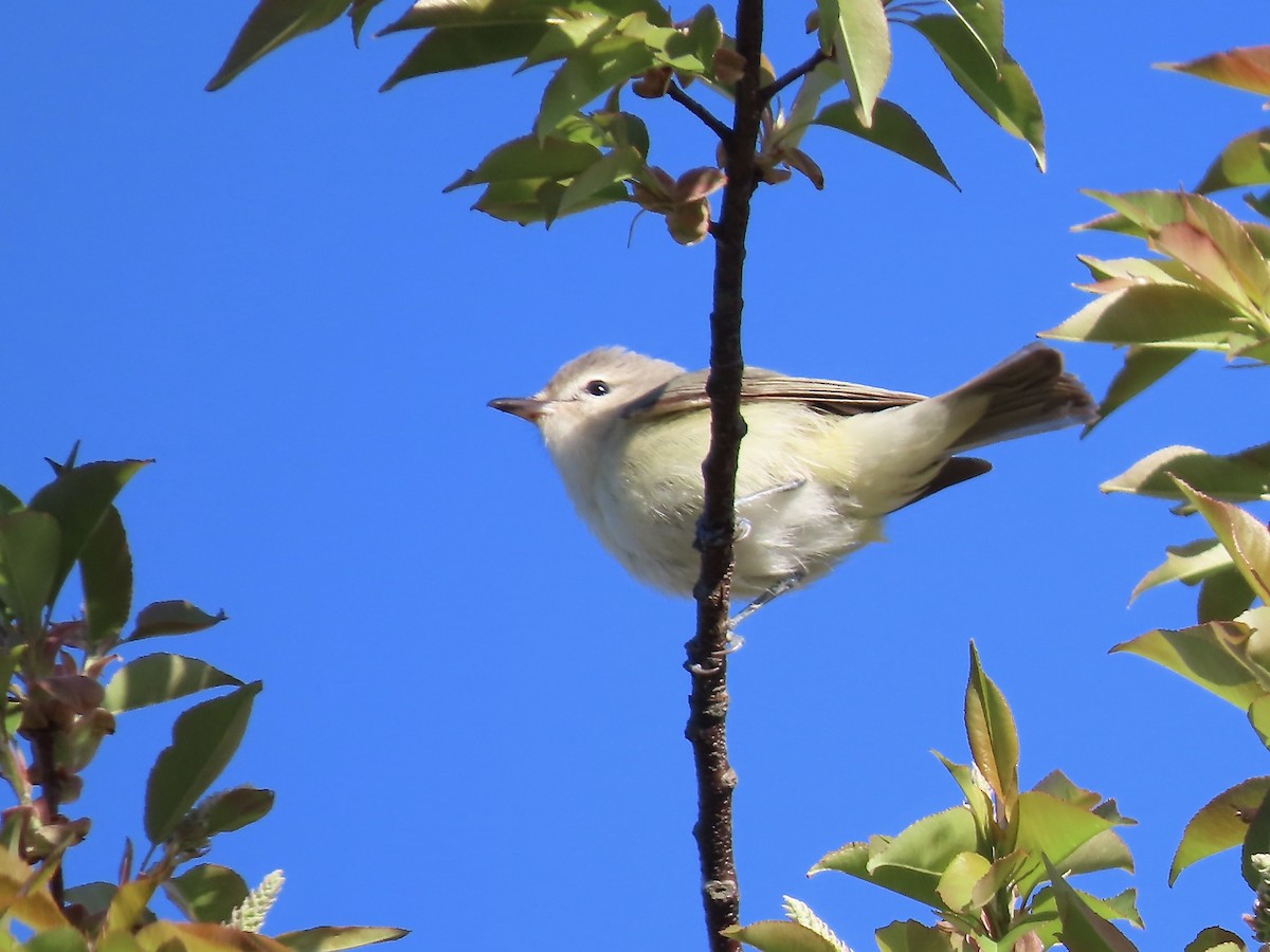 Warbling Vireo - Marjorie Watson