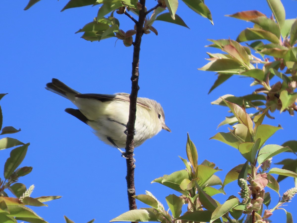 Warbling Vireo - Marjorie Watson