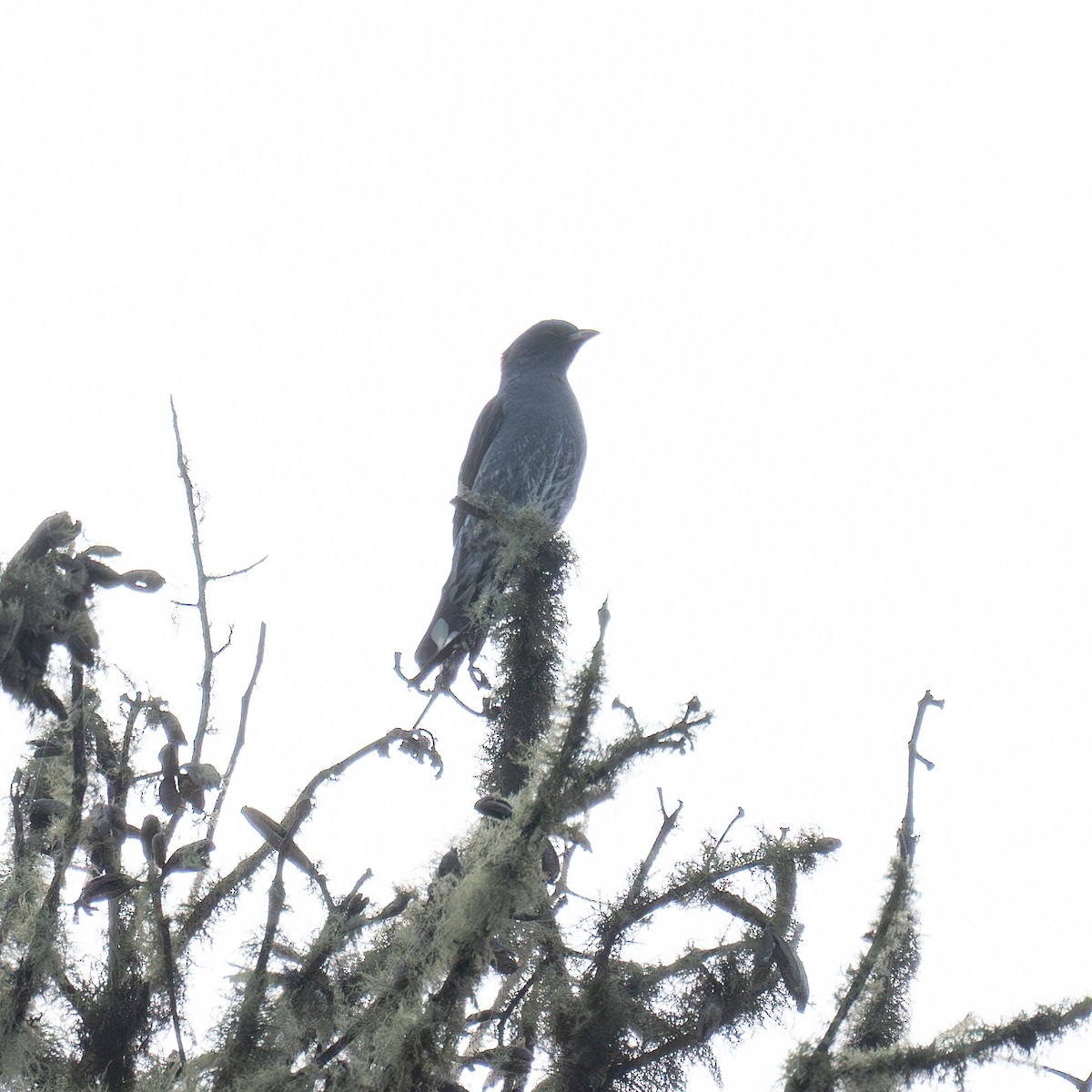 Red-crested Cotinga - Martin Mejía