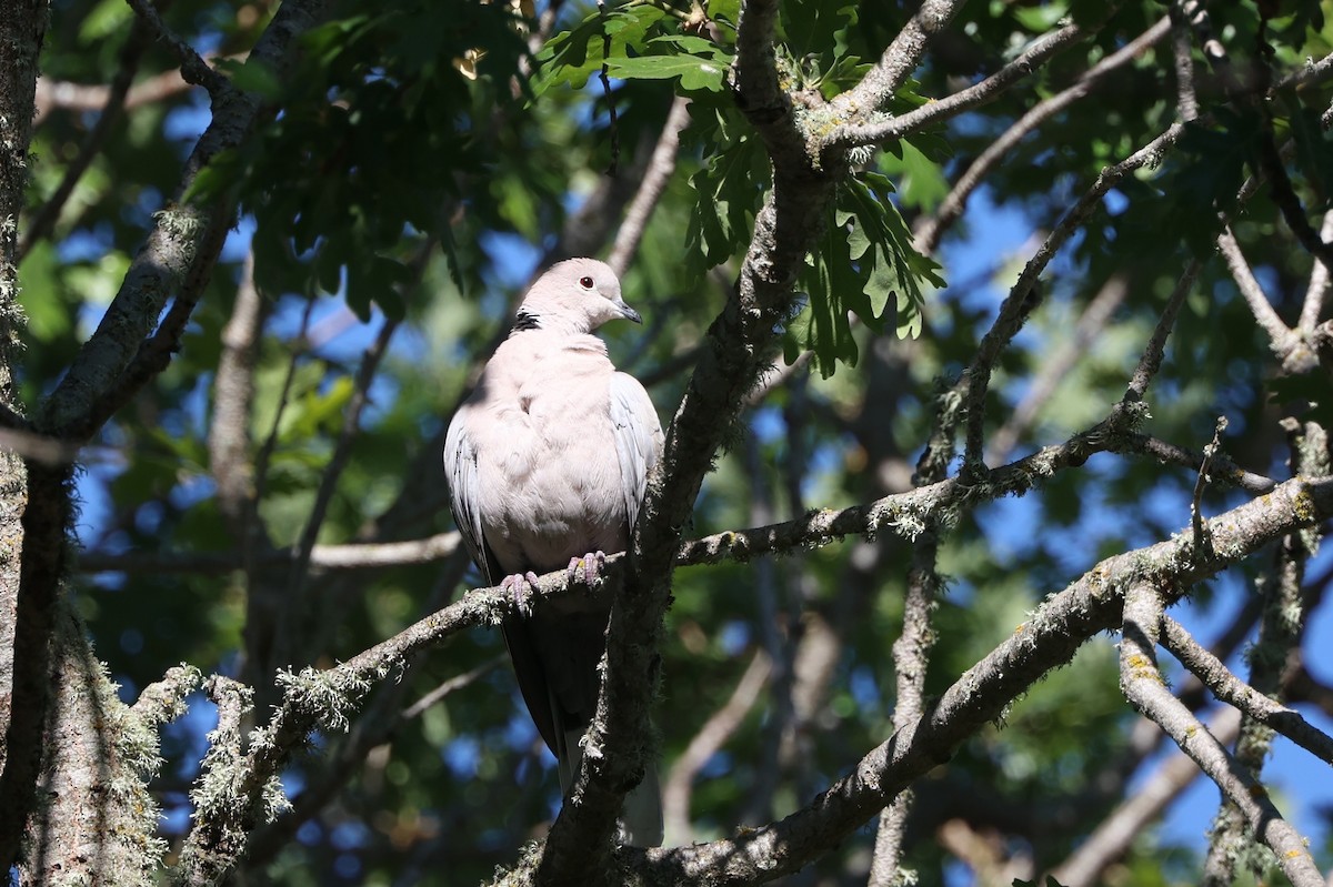 Eurasian Collared-Dove - Jeerapa Sookgaew
