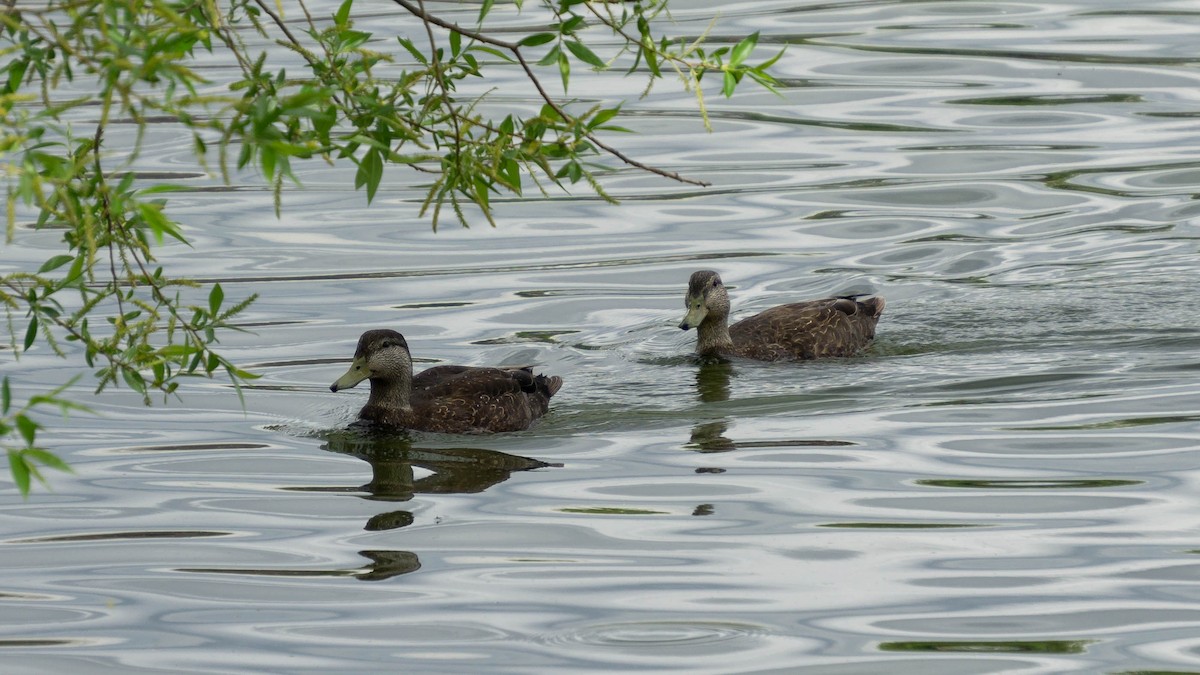 American Black Duck - Sarah Dixon