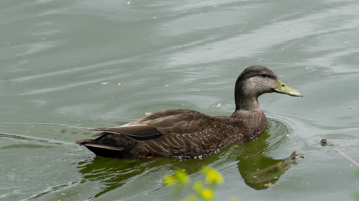 American Black Duck - Sarah Dixon