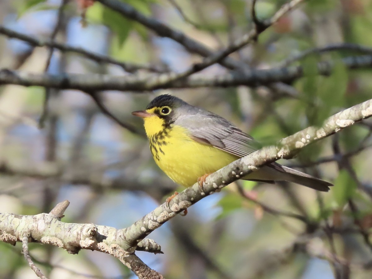 Canada Warbler - Marjorie Watson