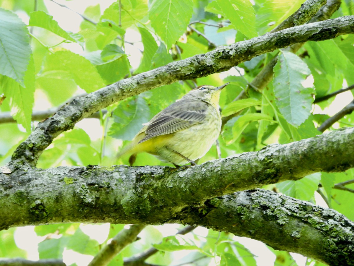 Palm Warbler - Leann Henderson