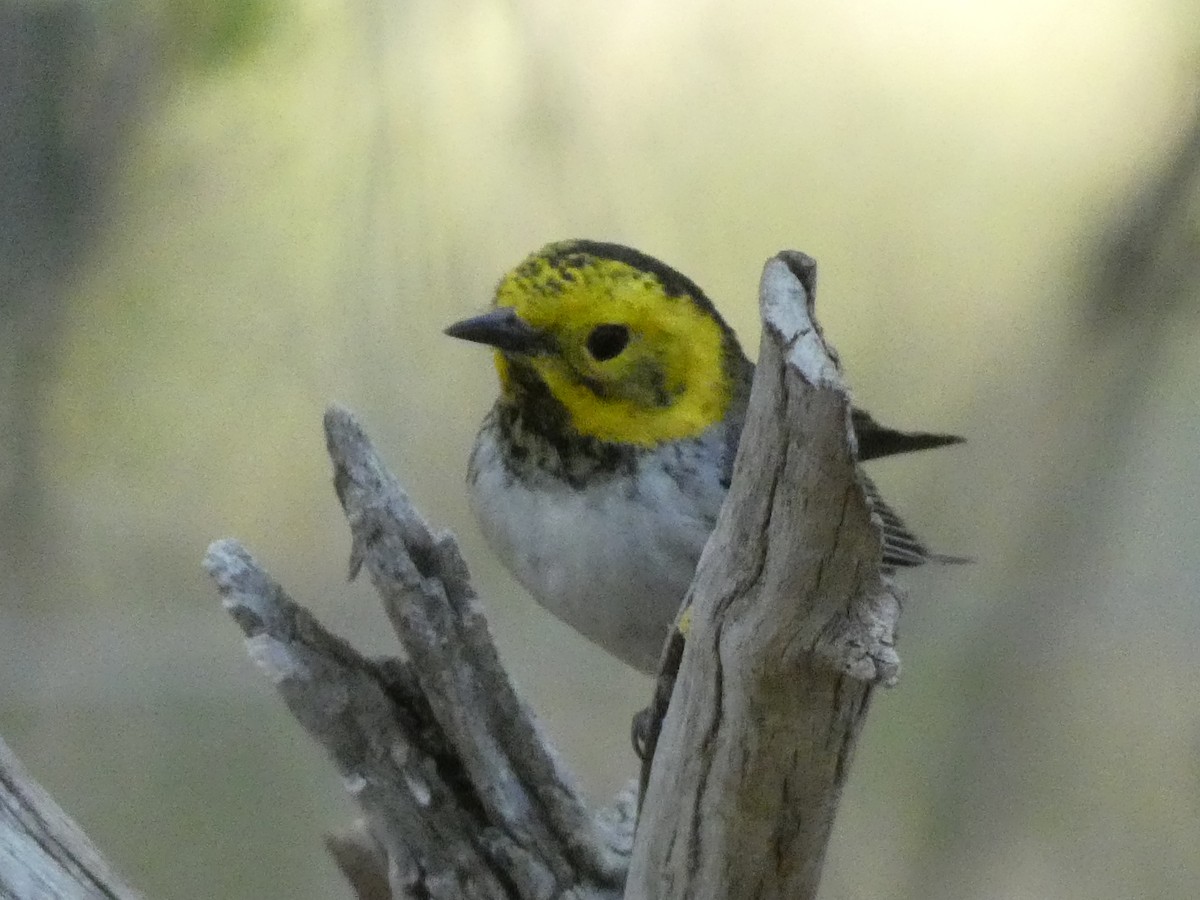 Hermit Warbler - ML618859380